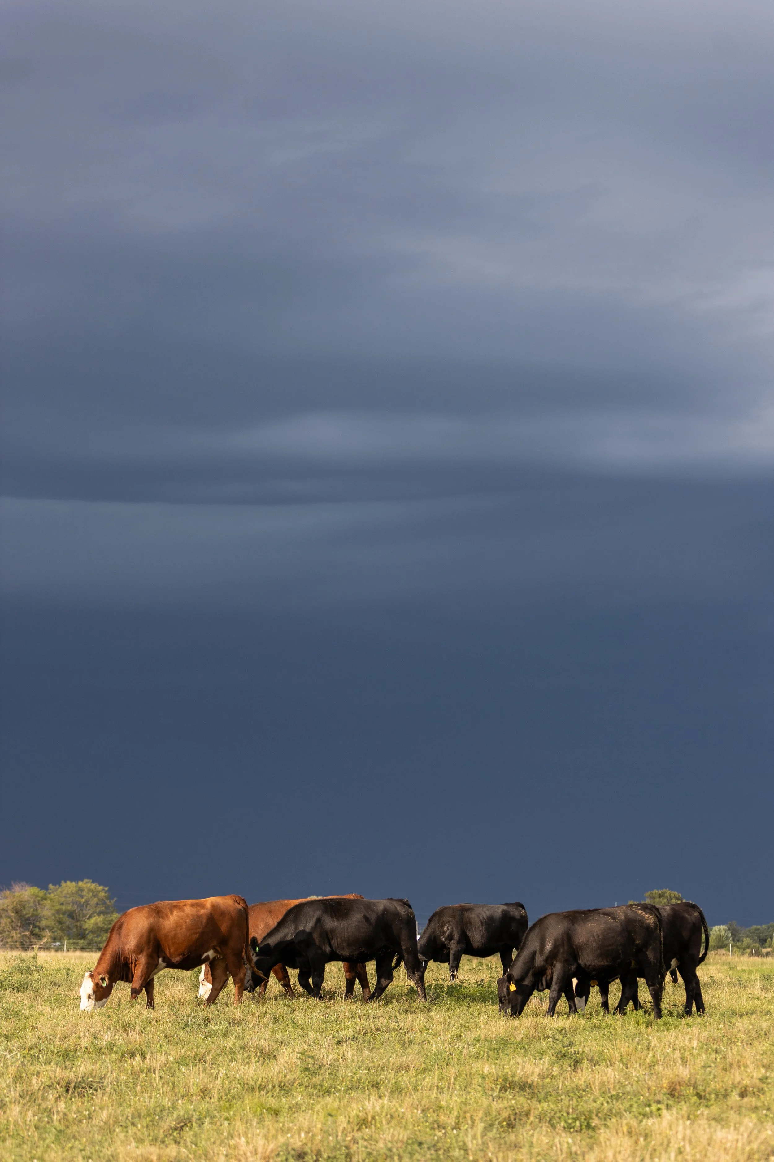 20230712_MM_Regen-Ag-Beef-Research-Farm_ANL-057.jpg