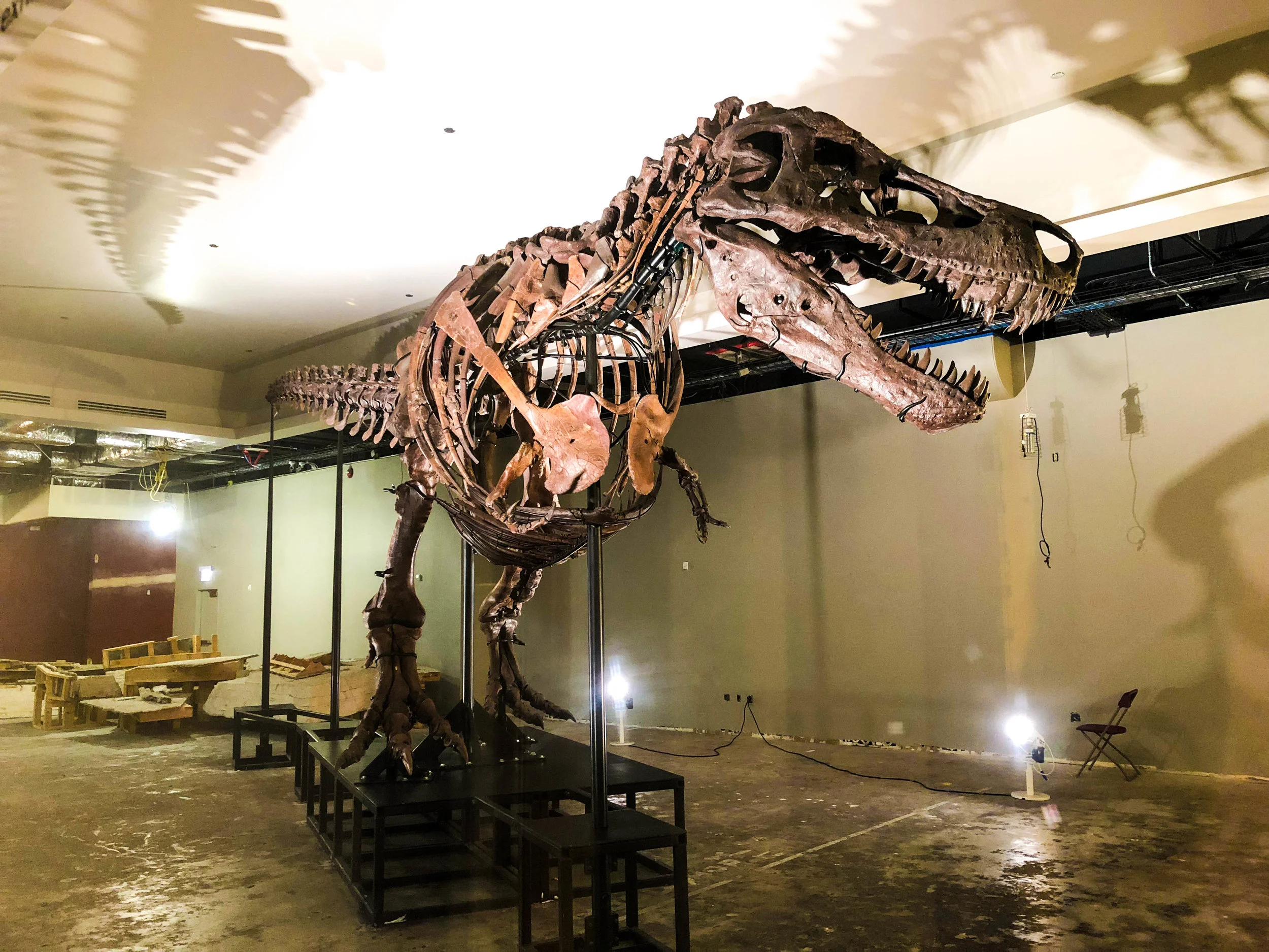 T-Rex Sue. The museum is currently building a new exhibit room around Sue. 