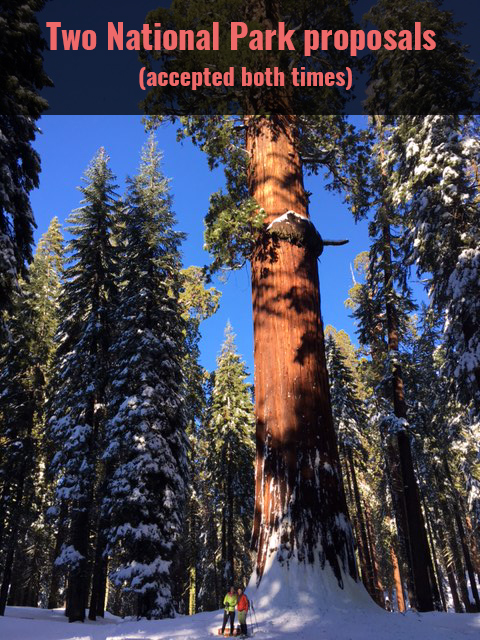 2 McKinley Tree with text.jpg