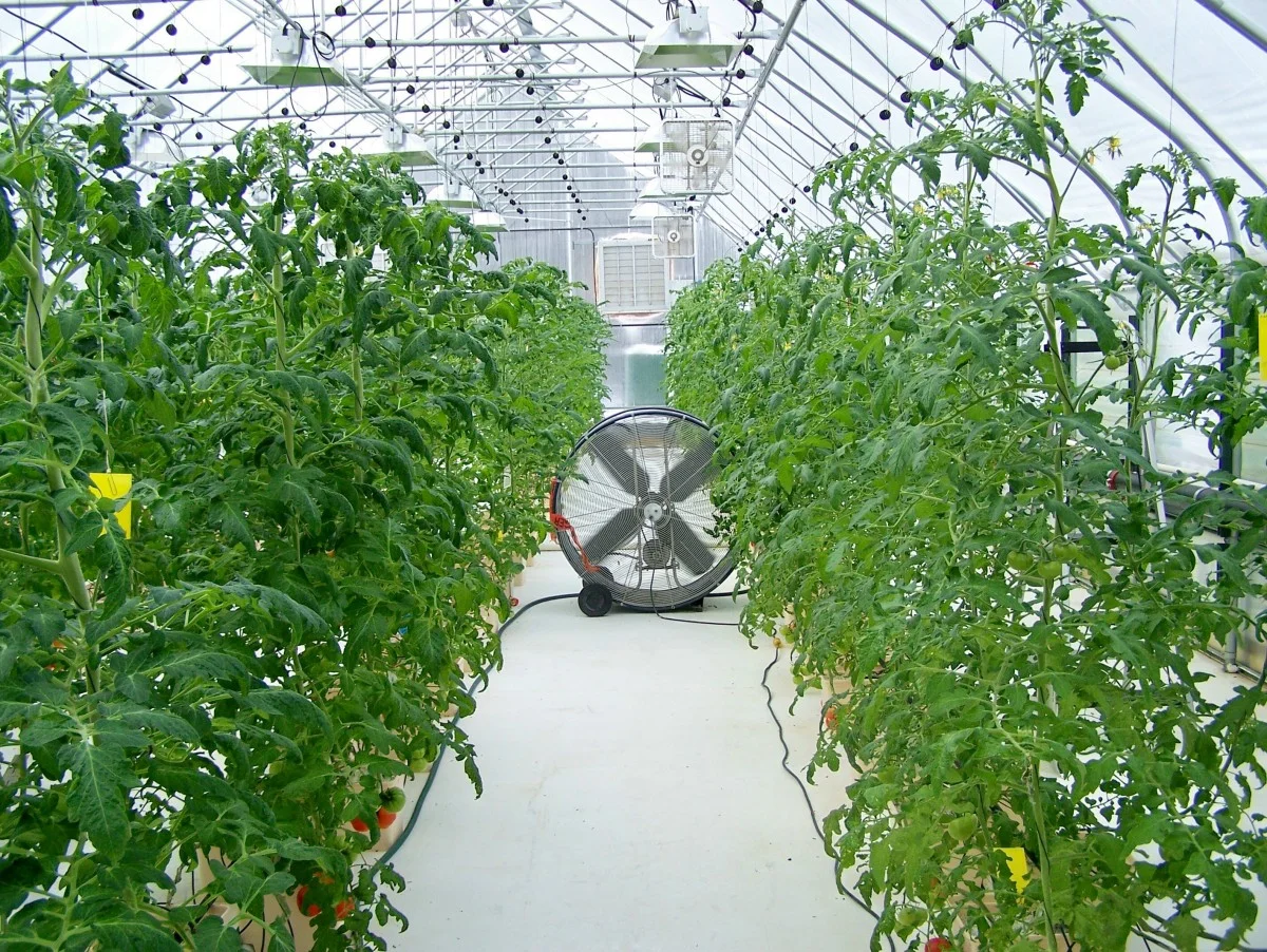 greenhouse tomato fan mar 07.jpg