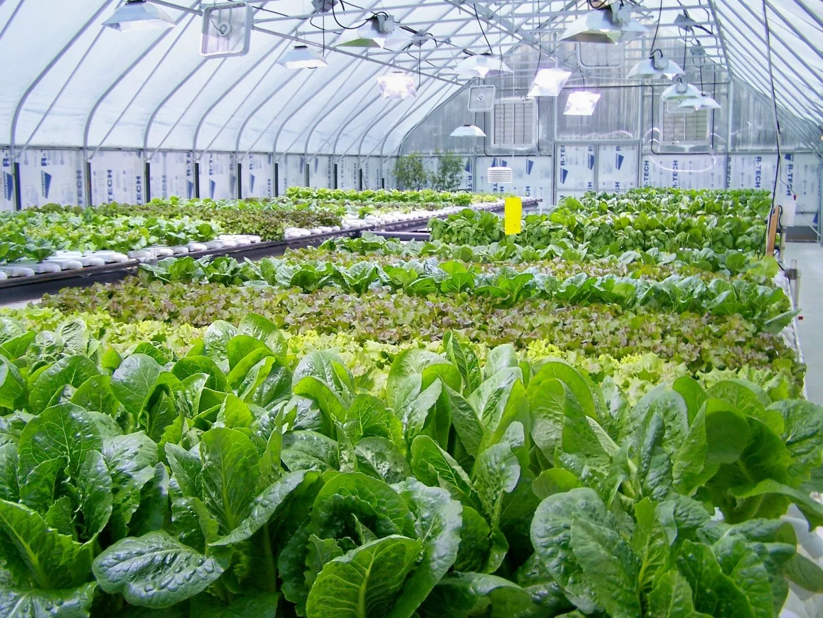 varieties of lettuce apr 08.jpg