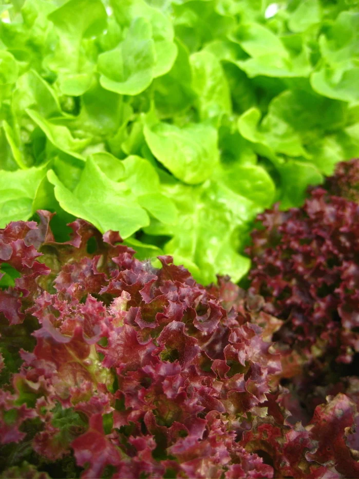 lettuce.jpg