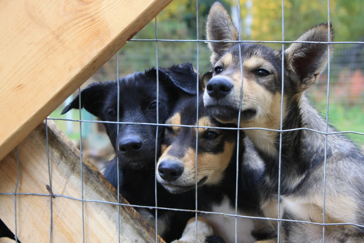Pups
