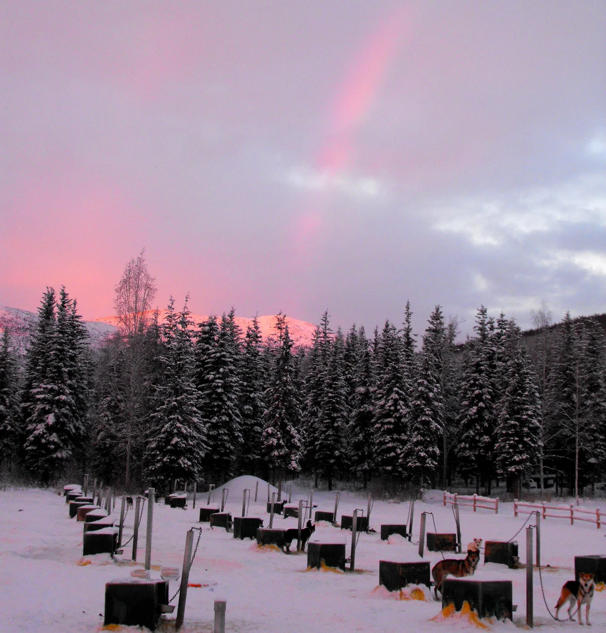 Winter in the dog yard