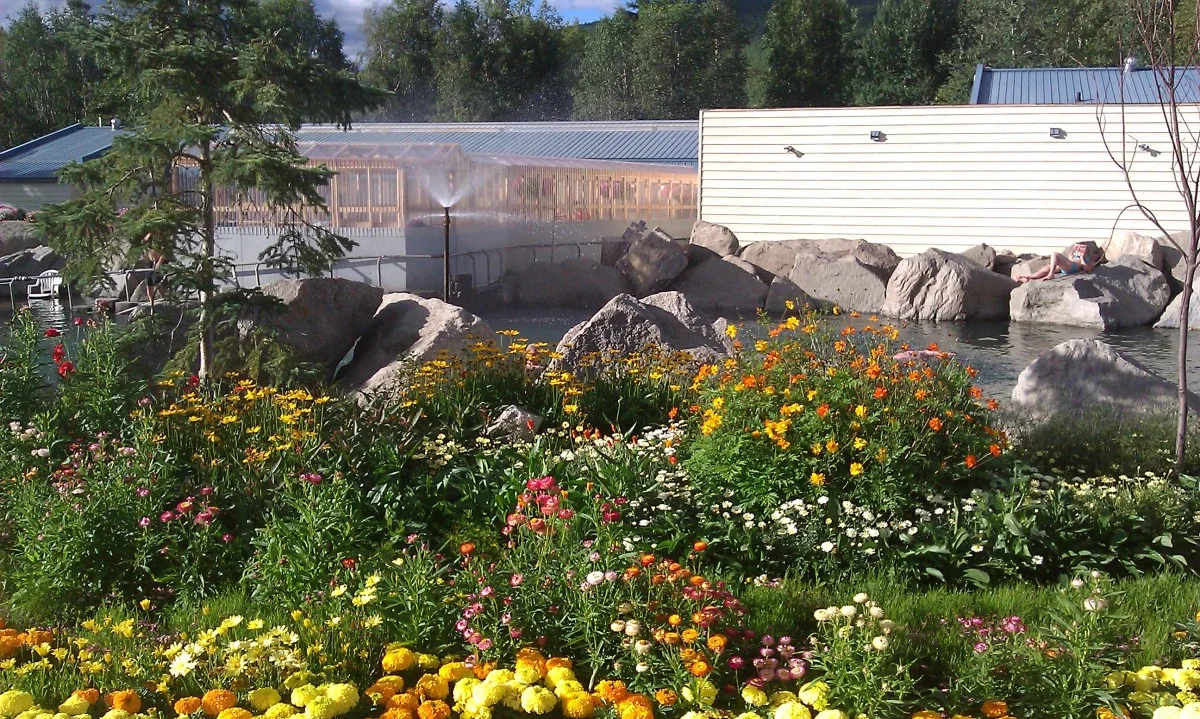 Chena flowers next to the Rock Lake