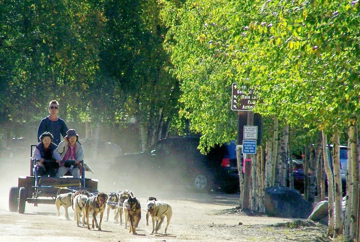 dog cart thru resort trees.jpg