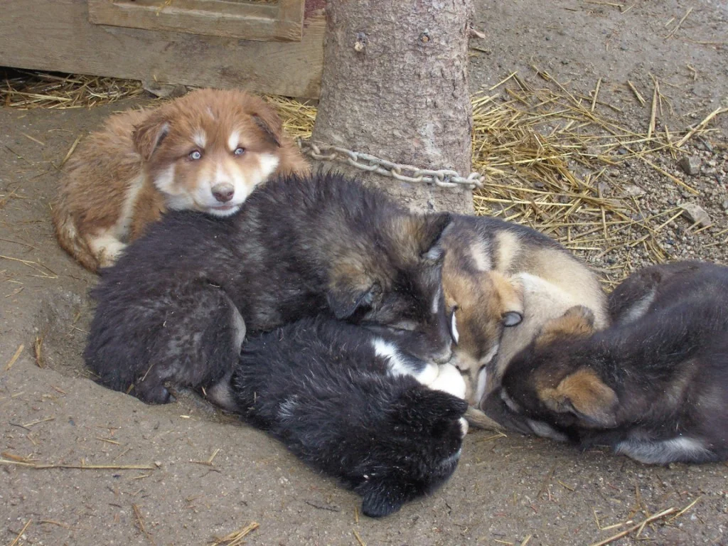 2puppies.jpg