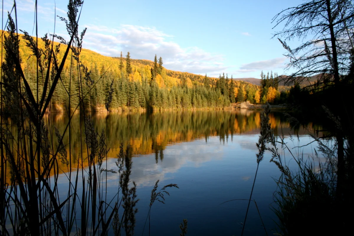 autumn beaver pond.jpg