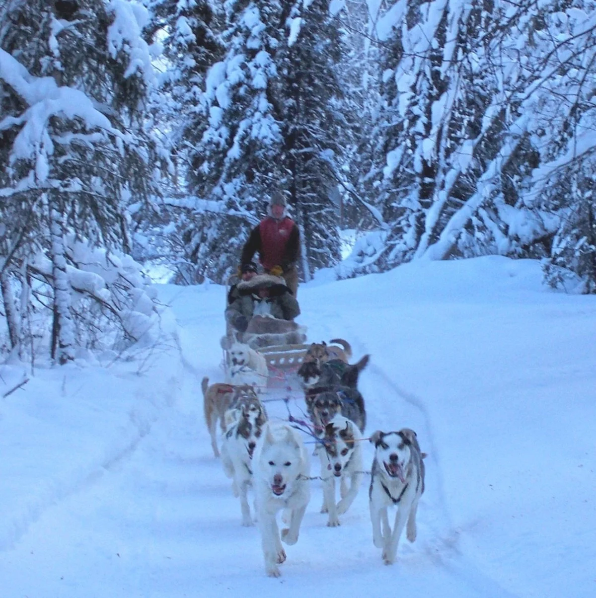 2winter dog sled ride through trees.jpg