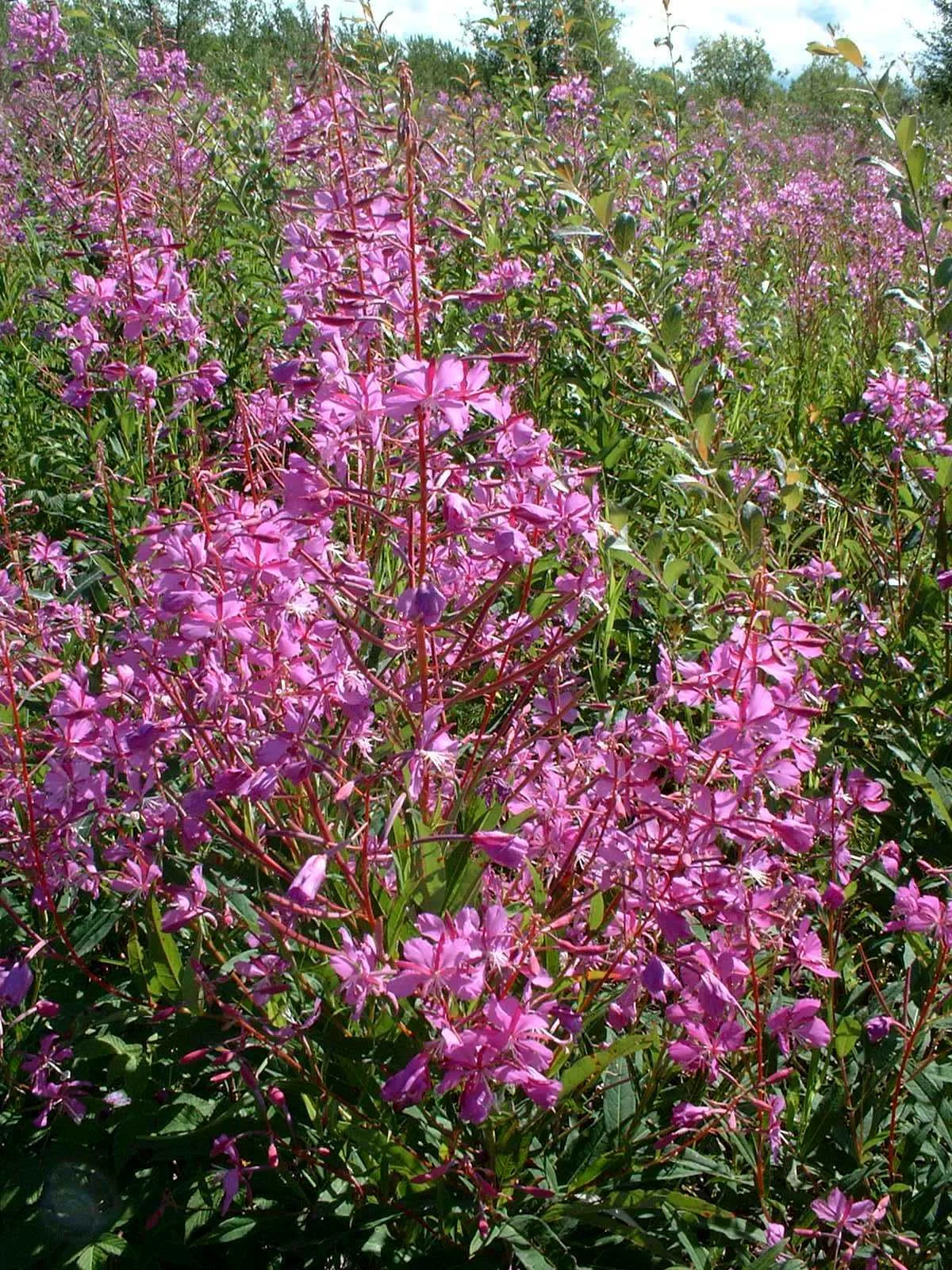 Fireweed Blooming