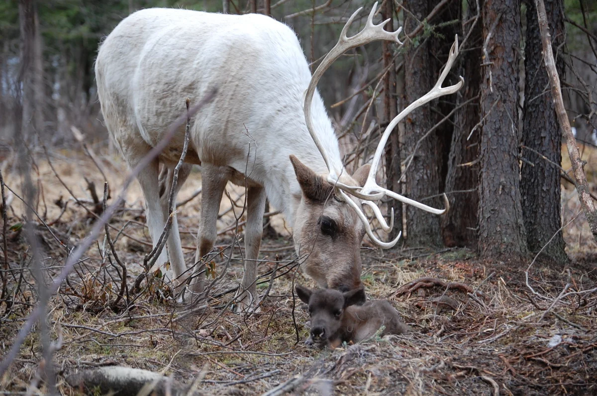 Mother Reindeer with Calf