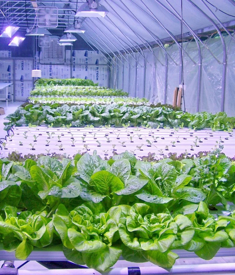2lettuce rows in grnhse.jpg