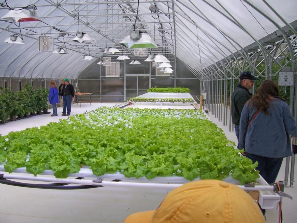 2greenhouse lettuce.jpg