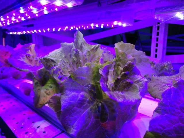 lettuce grown with led lighting system.jpg