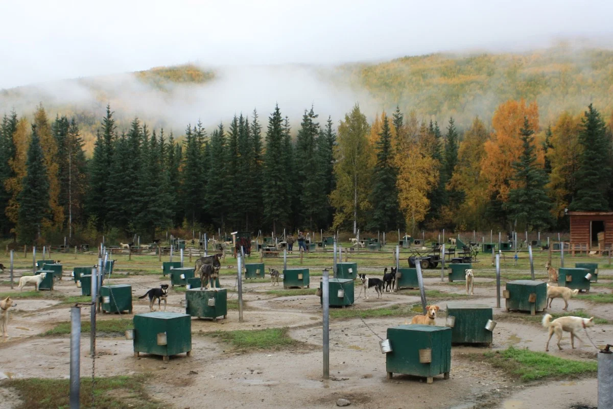 Dog yard in the fall