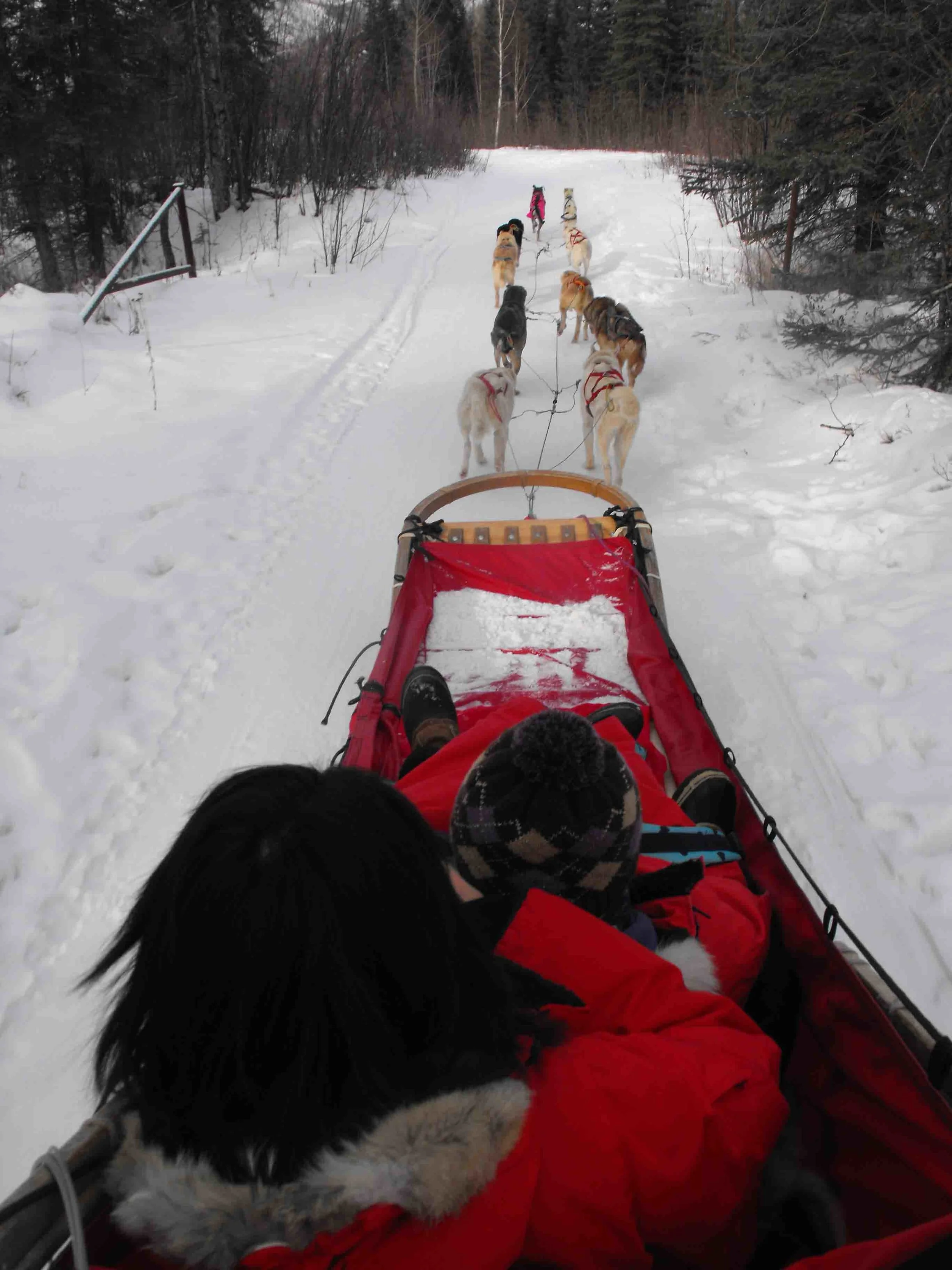 First person perspective on dog mushing