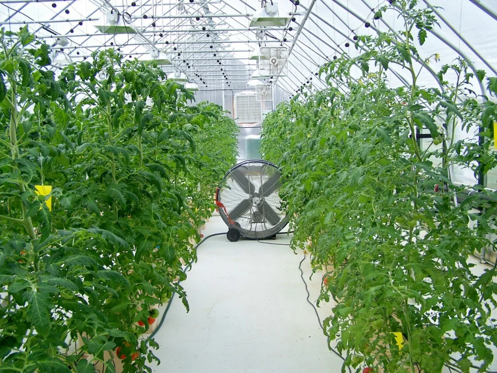 2 tomato area fan.jpg