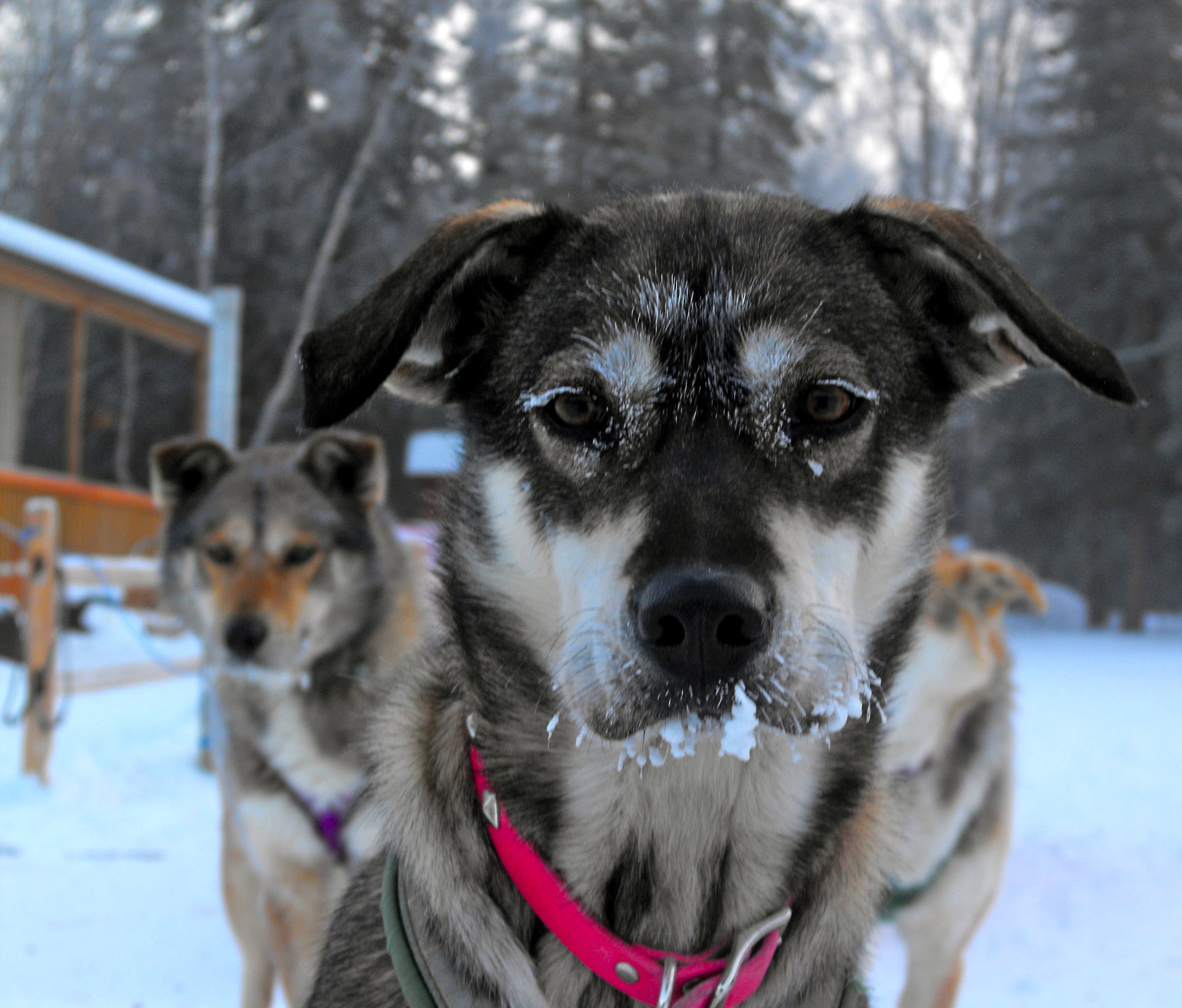la winter head shot dog Leaps.JPG