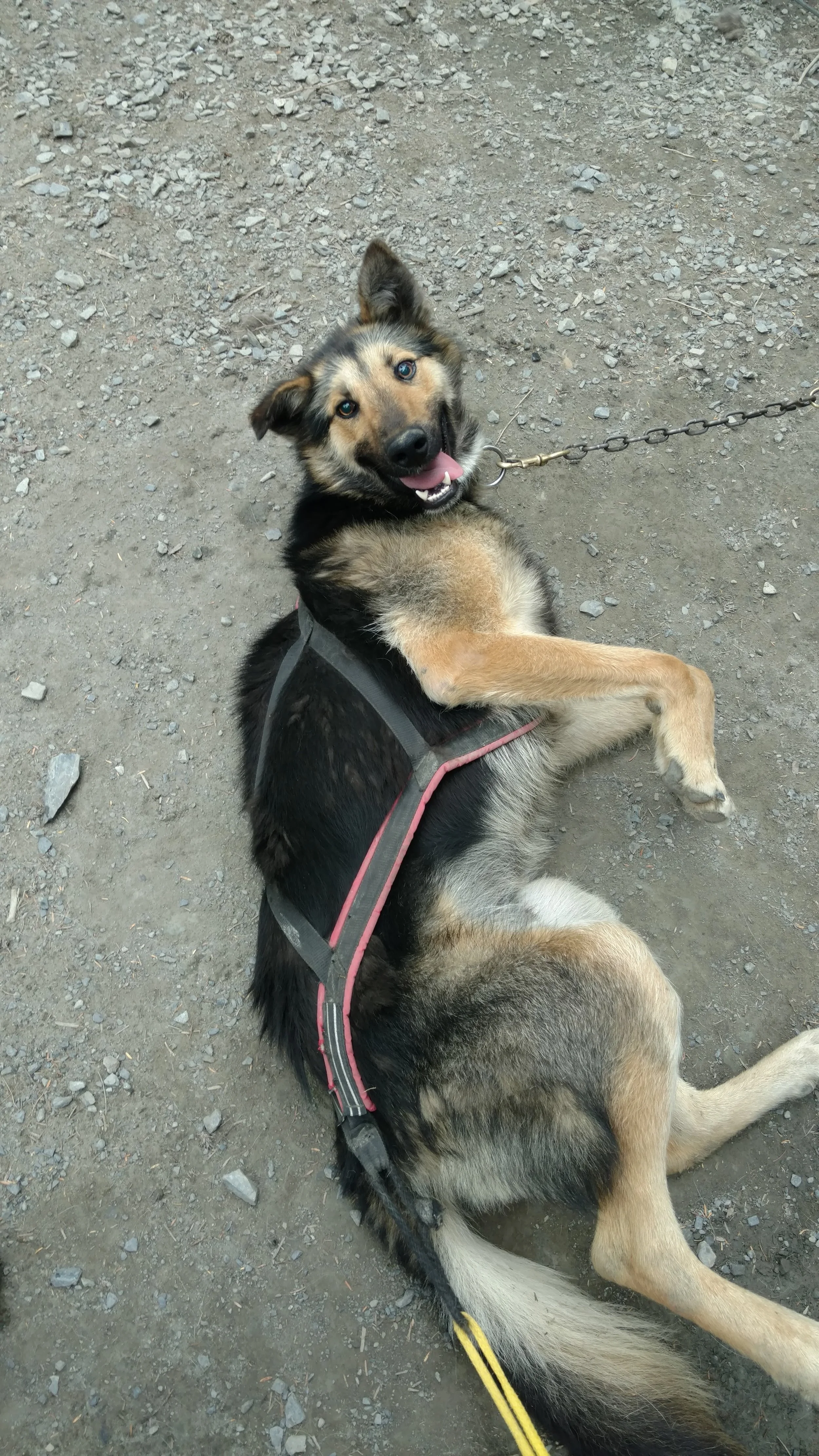 Rohn: 4 years old Rohn is a super sweet and silly boy. He is very shy of most people, so we are looking for a patient, loving home for him. Rohn is also losing his eyesight due to a genetic condition. We believe he will still make a really good pet dog, especially once he bonds with you! He gets along great with other dogs but does not do well with kids.