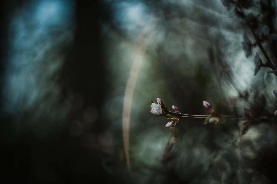 By Lyra Lee