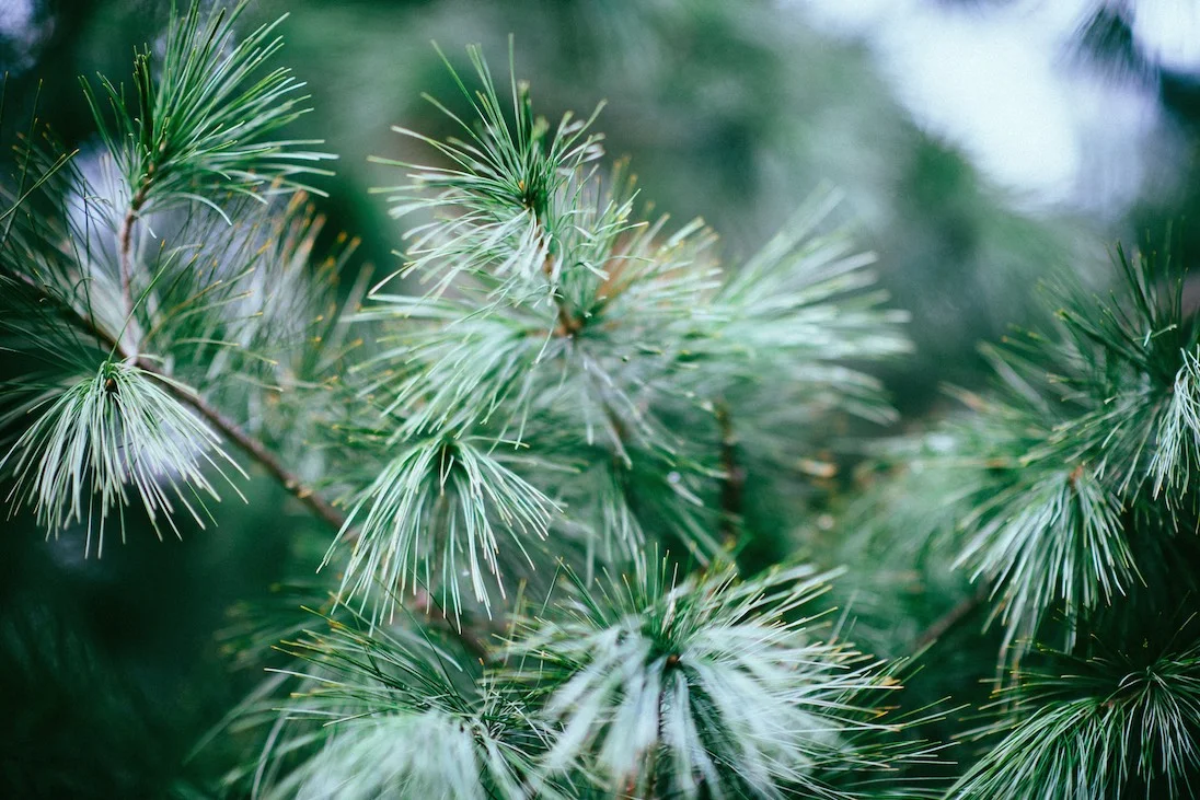 (Christmas) Trees of Life