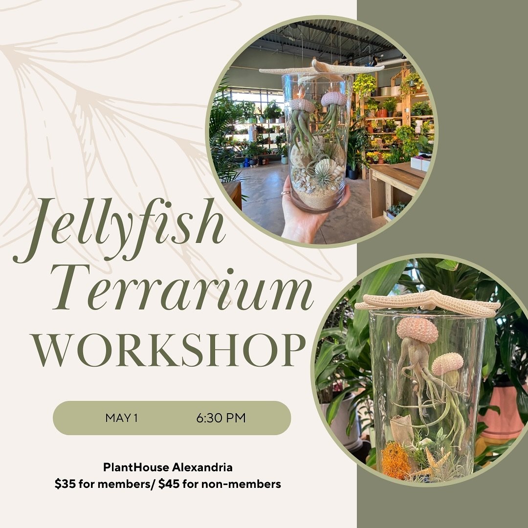 Calling all plant lovers! 🪼

On May 1, join the @womensaquaticnetwork at @planthousealx for a jellyfish terrarium workshop! 

With assistance from the PlantHouse crew, we will learn how to create a unique, ocean-inspired terrarium! 

Pricing: WAN me