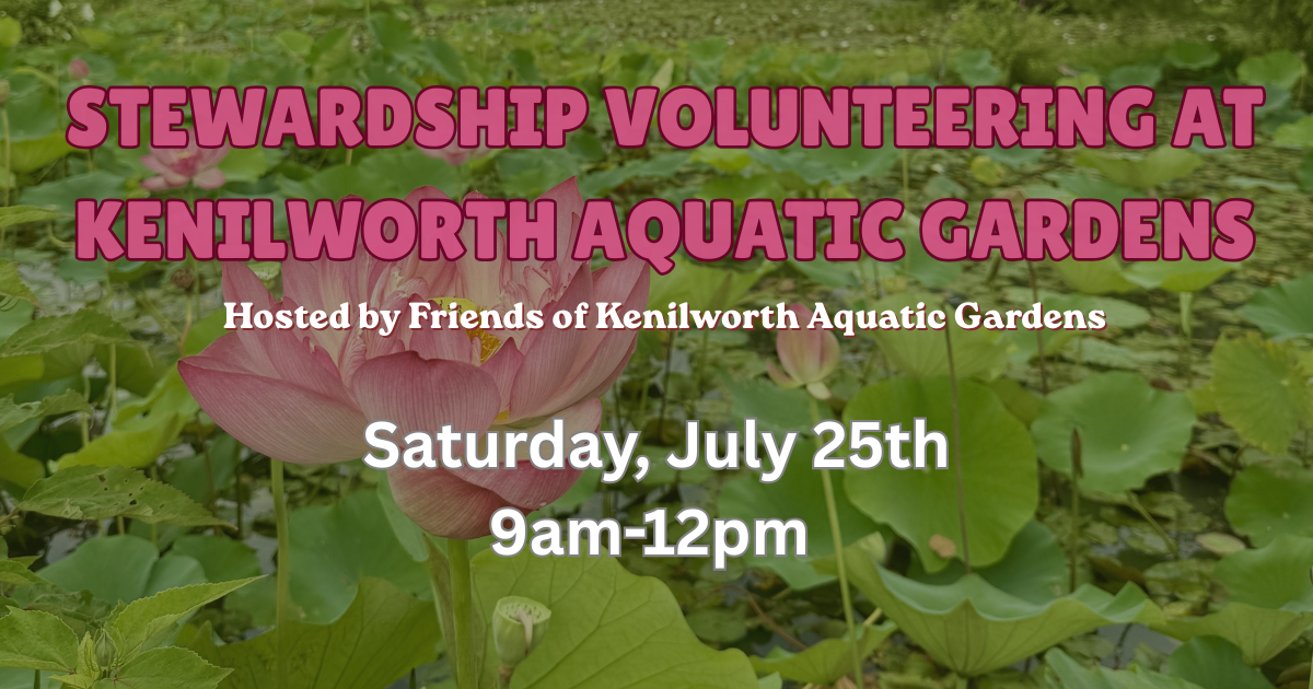 Stewardship Volunteering at Kenilworth Aquatic Gardens 