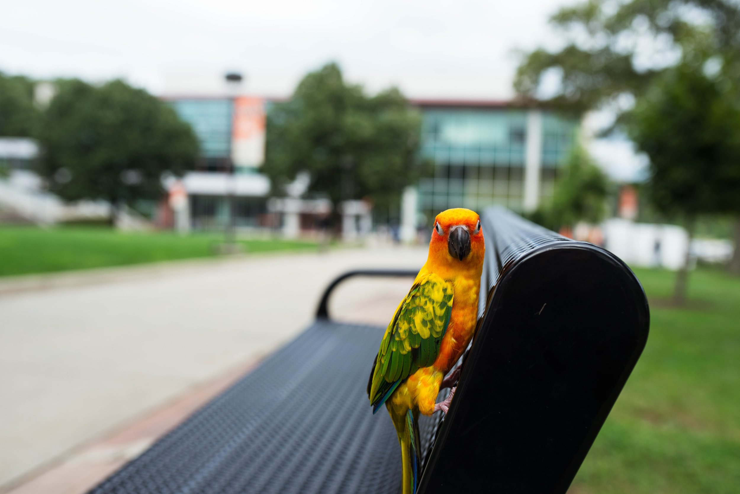 TM_Parrot_0901218-3257.jpg