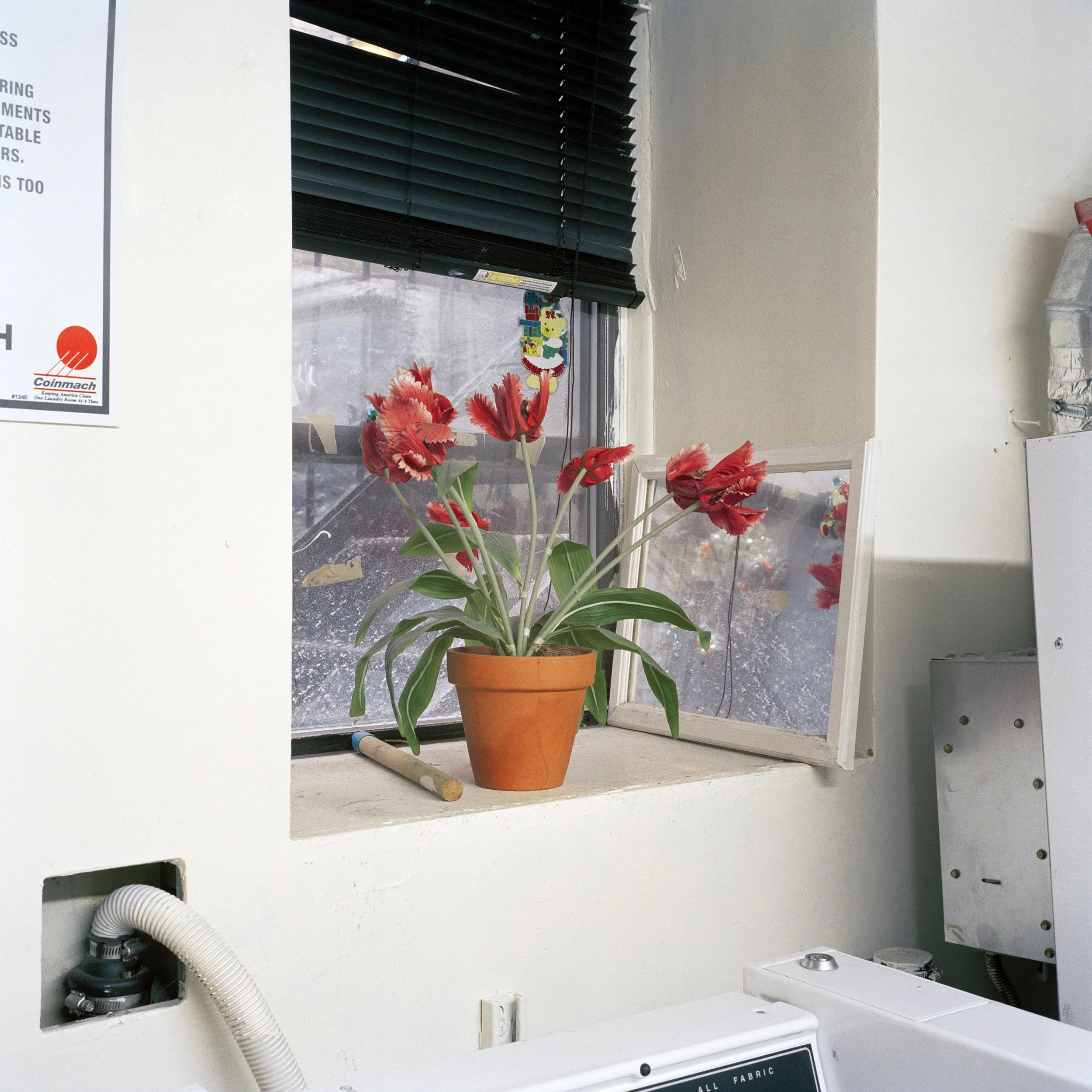 WuerfulOrig03GW_untitled 53 (tulips).jpeg