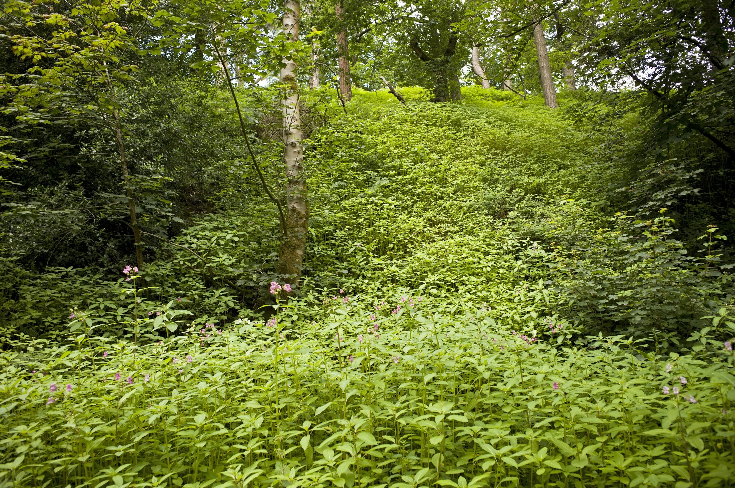 D3CharlieMeechamNew06 Charlie Meecham.jpg