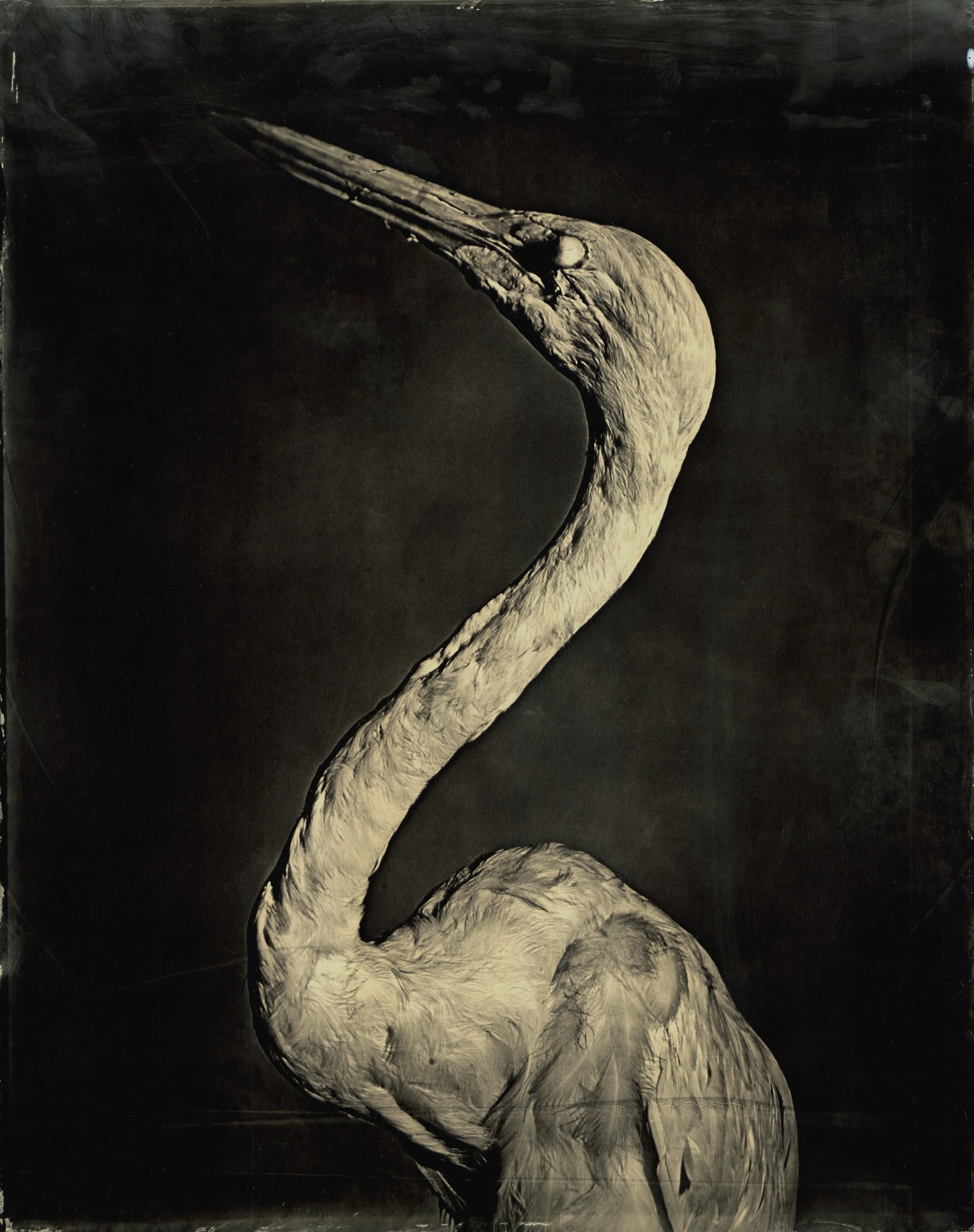 Mary Frey Original 2