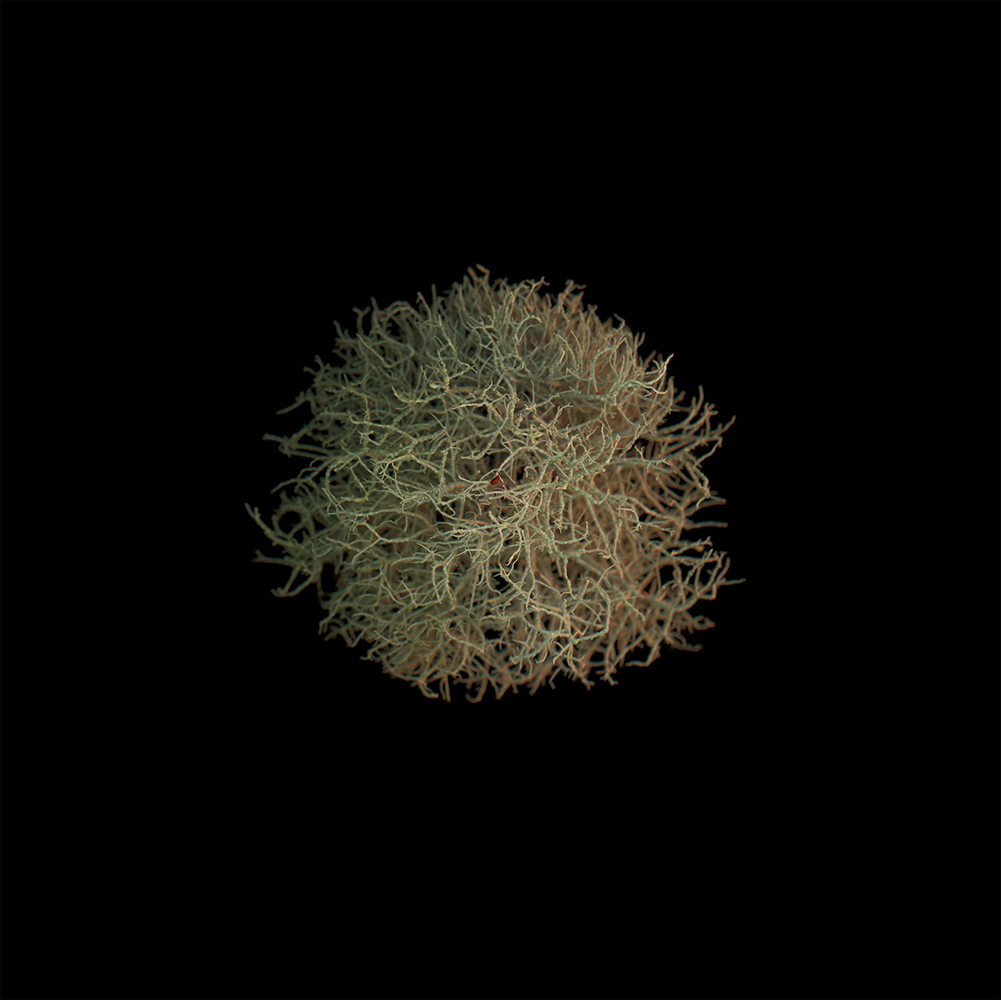 image © Melinda Hurst-Frye