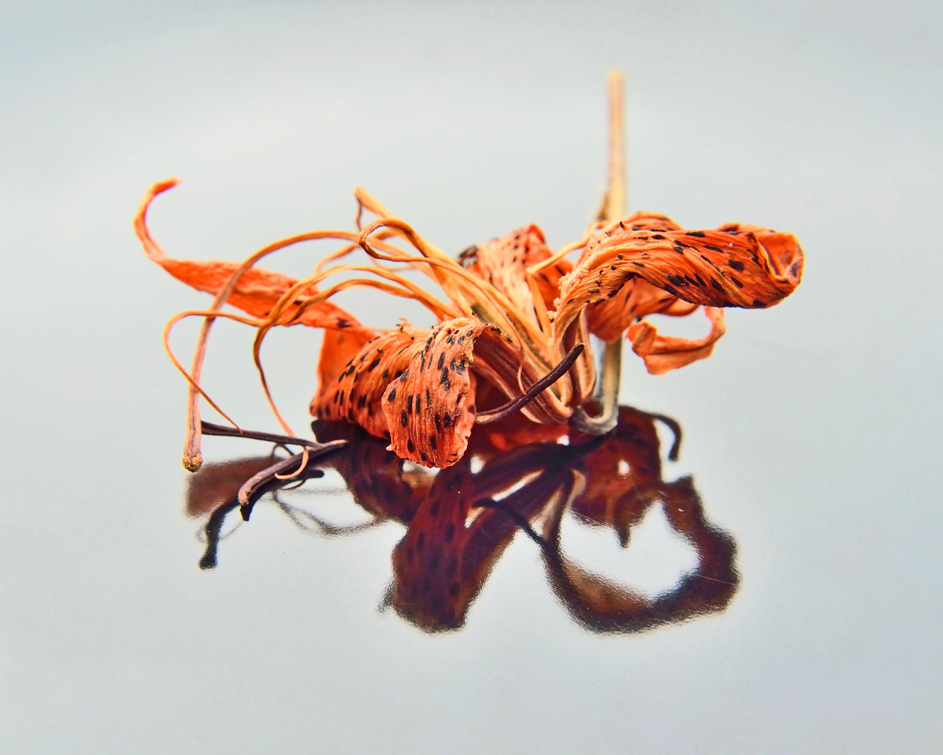 image © Rachel McLain