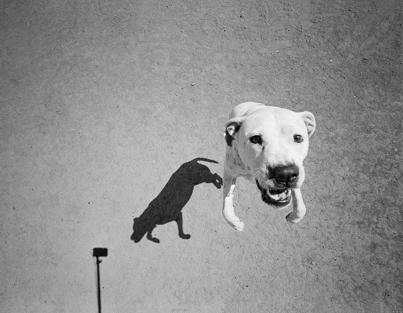  Thomas Roma,  Untitled  from the series  Plato’s Dogs,  2011–2013 