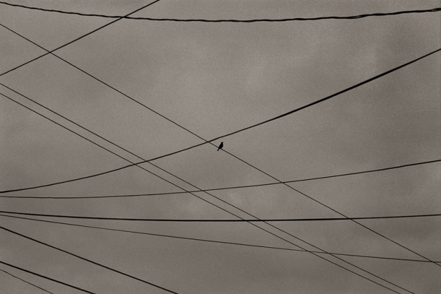 6776__630x500_bird-on-wire.jpg