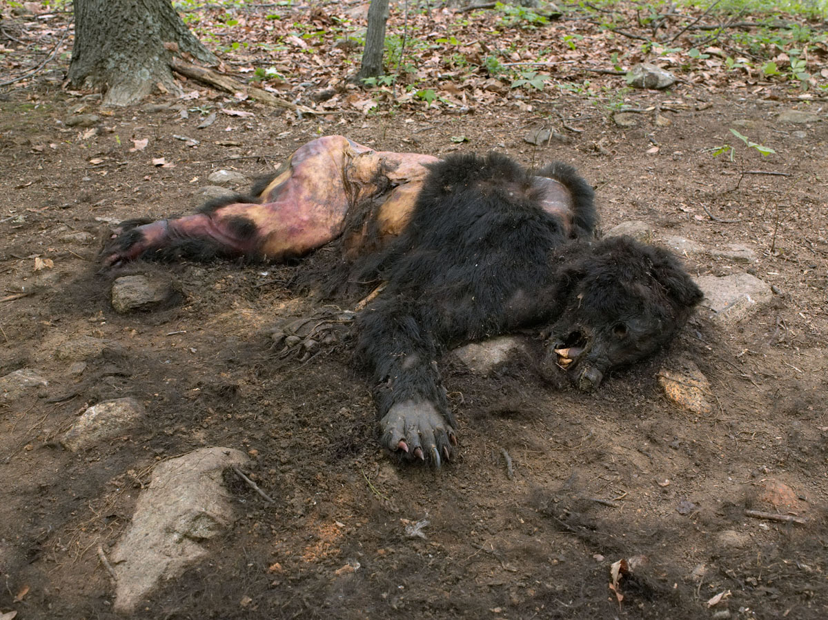 lucasfoglia_anaturalorder_37x47framed__bear.jpg