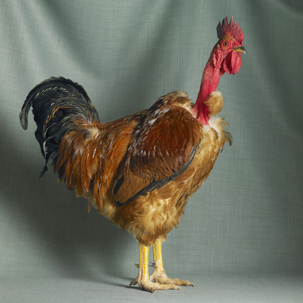 red naked neck large fowl cock.jpg