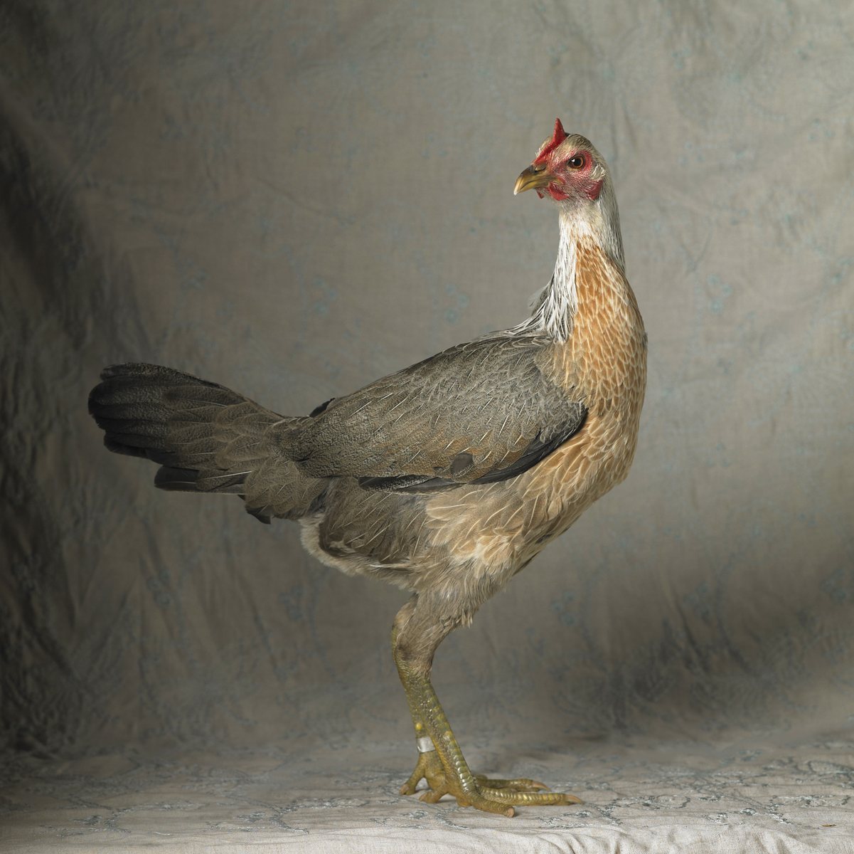 silver duckwing modern game large fowl hen.jpg