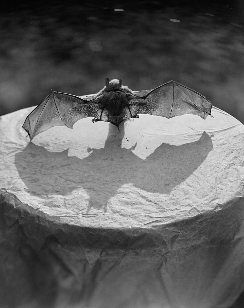 untitled C St. Onge (Bat).jpg