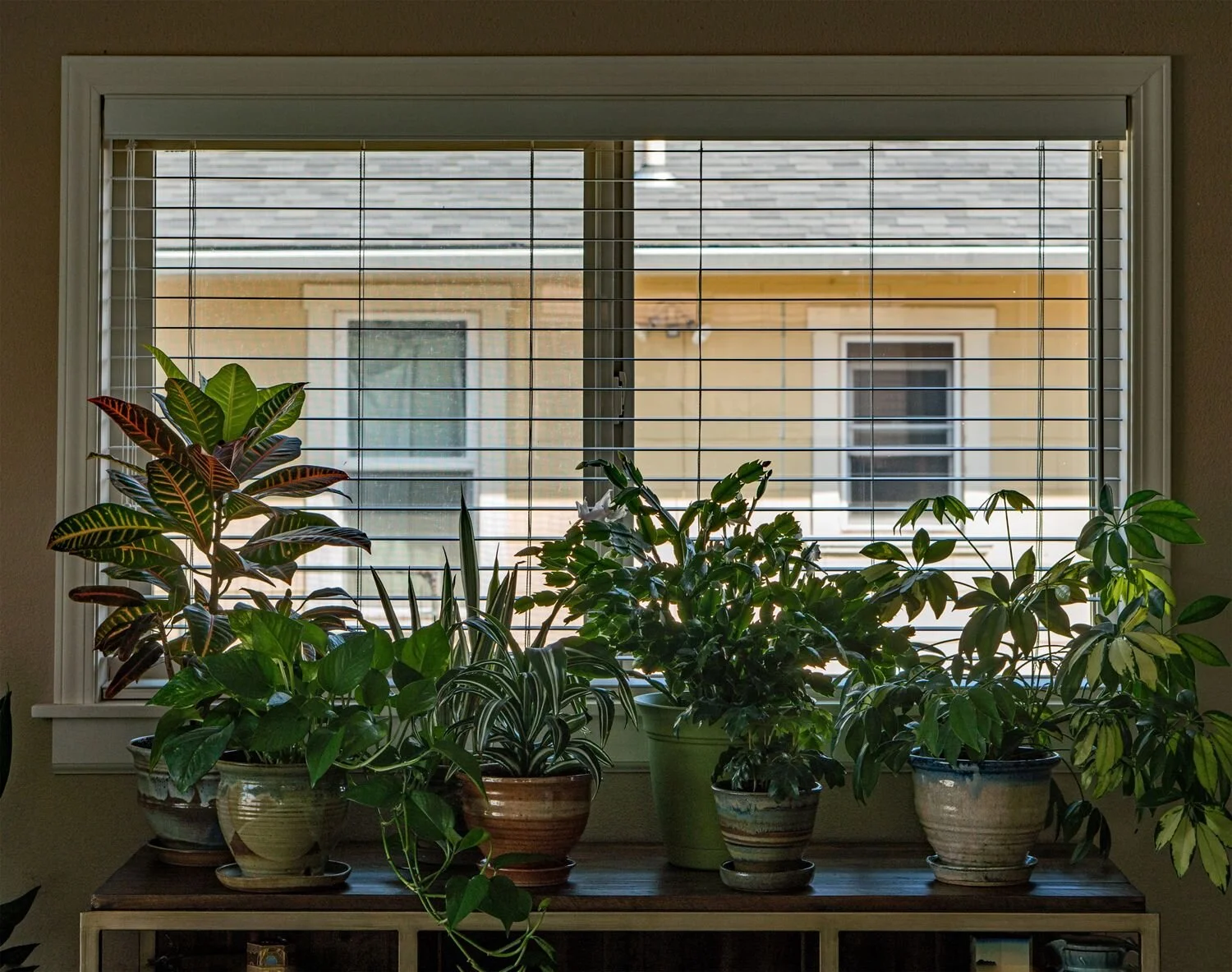 Lynn's Houseplants and our Living Room Window