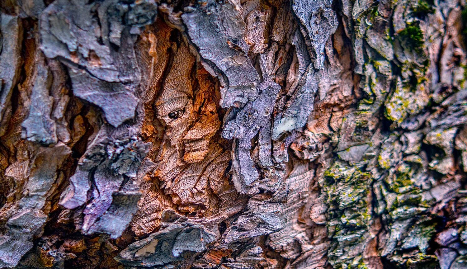 Spirits in the Bark