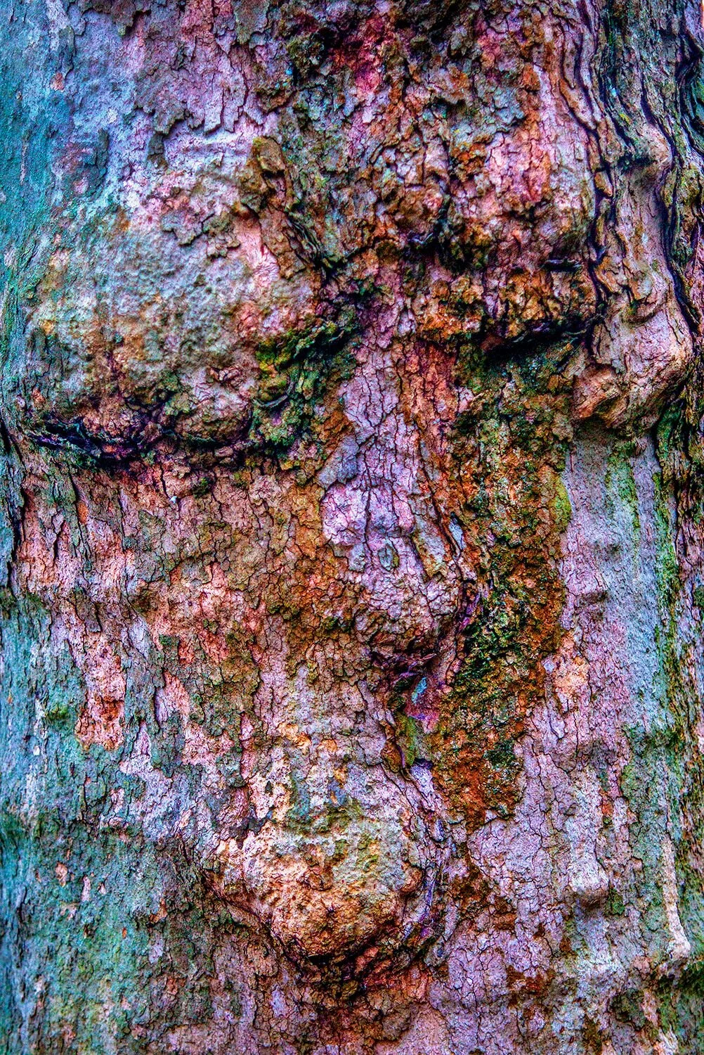 Souls In Bark