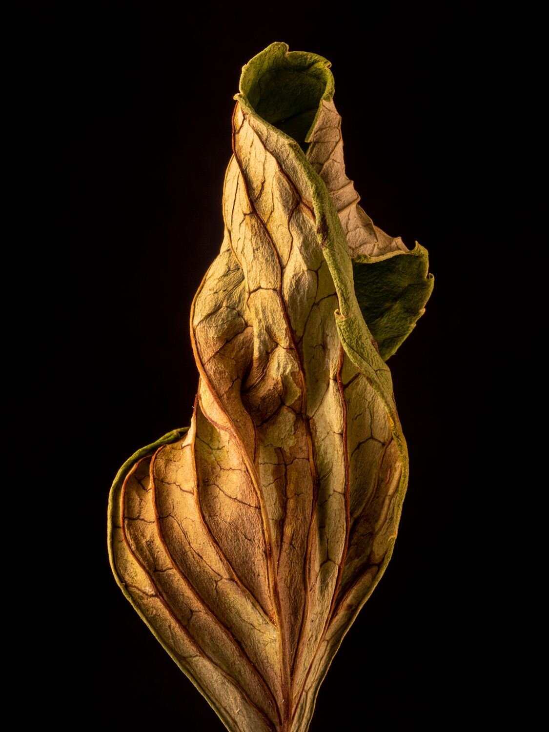 Fallen Leaf 3
