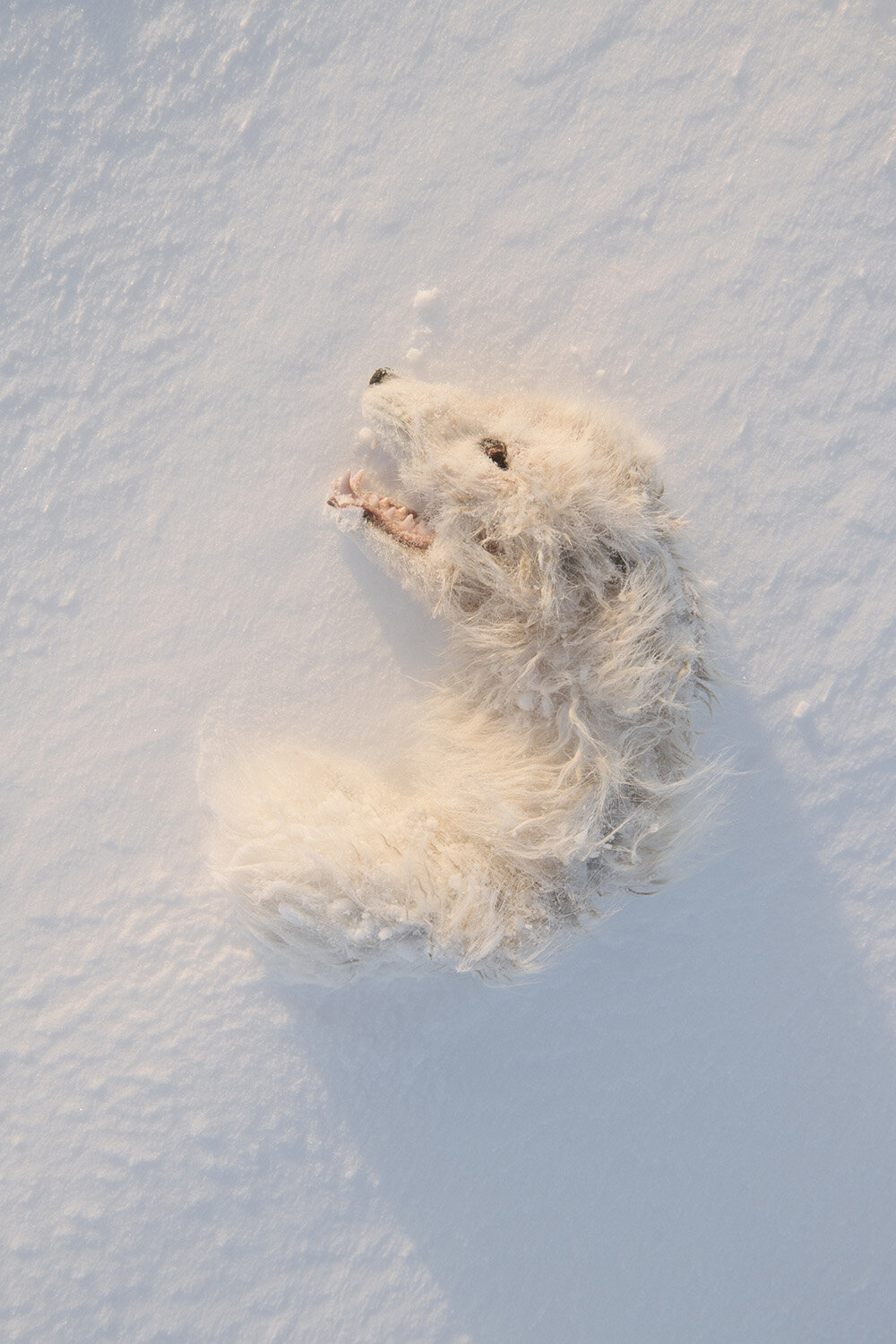  Kiliii Yuyan,  Arctic Grimace, Frozen , 2017 