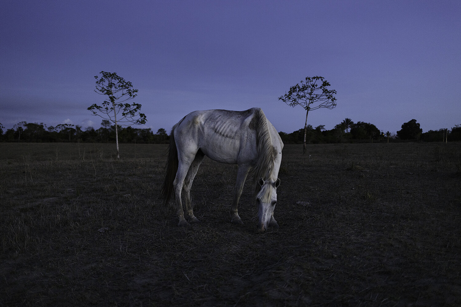  Geralyn Shukwit,  O Cavalo Branco / The White Horse , 2017 