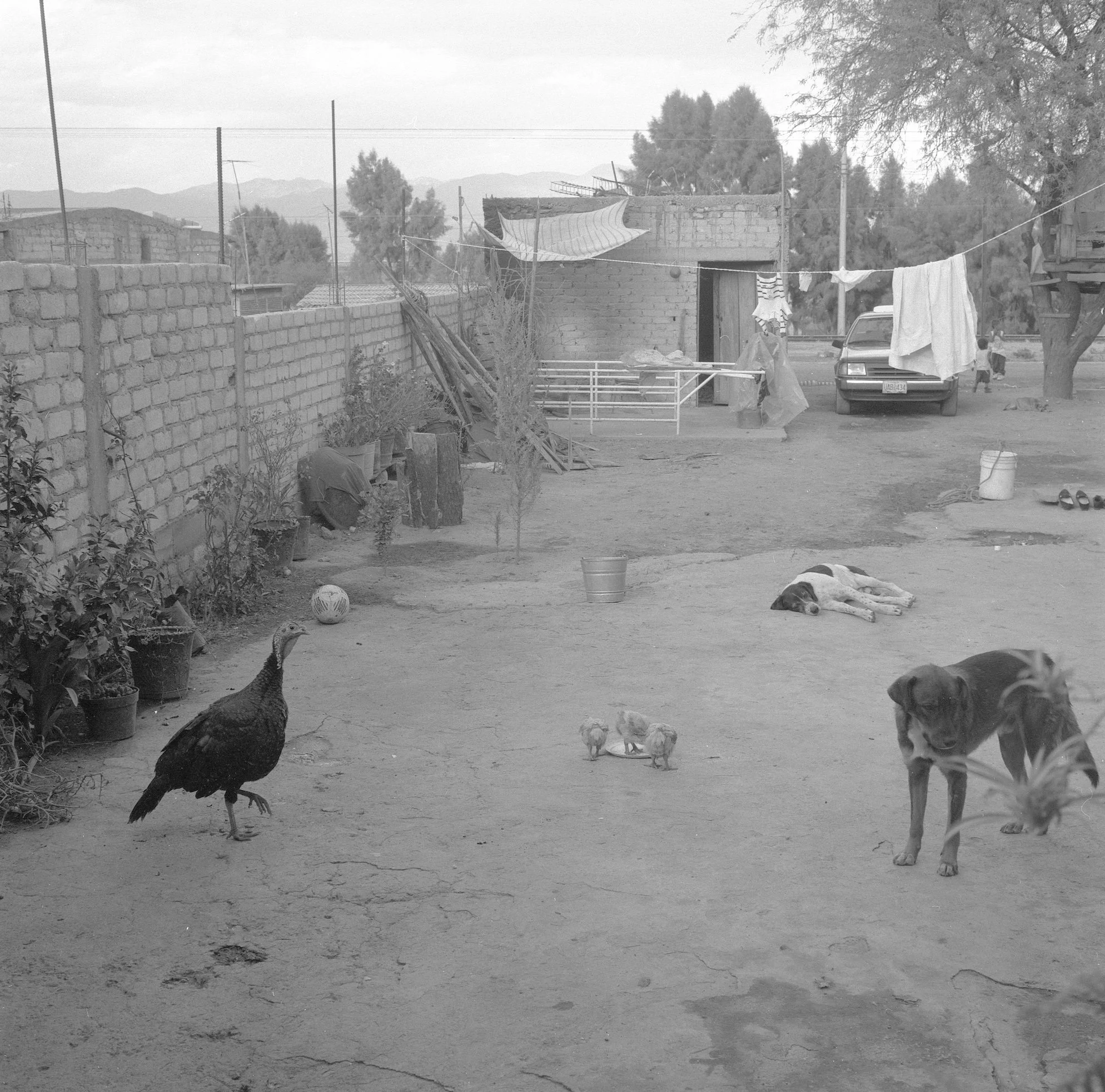 William Washburn Original 2