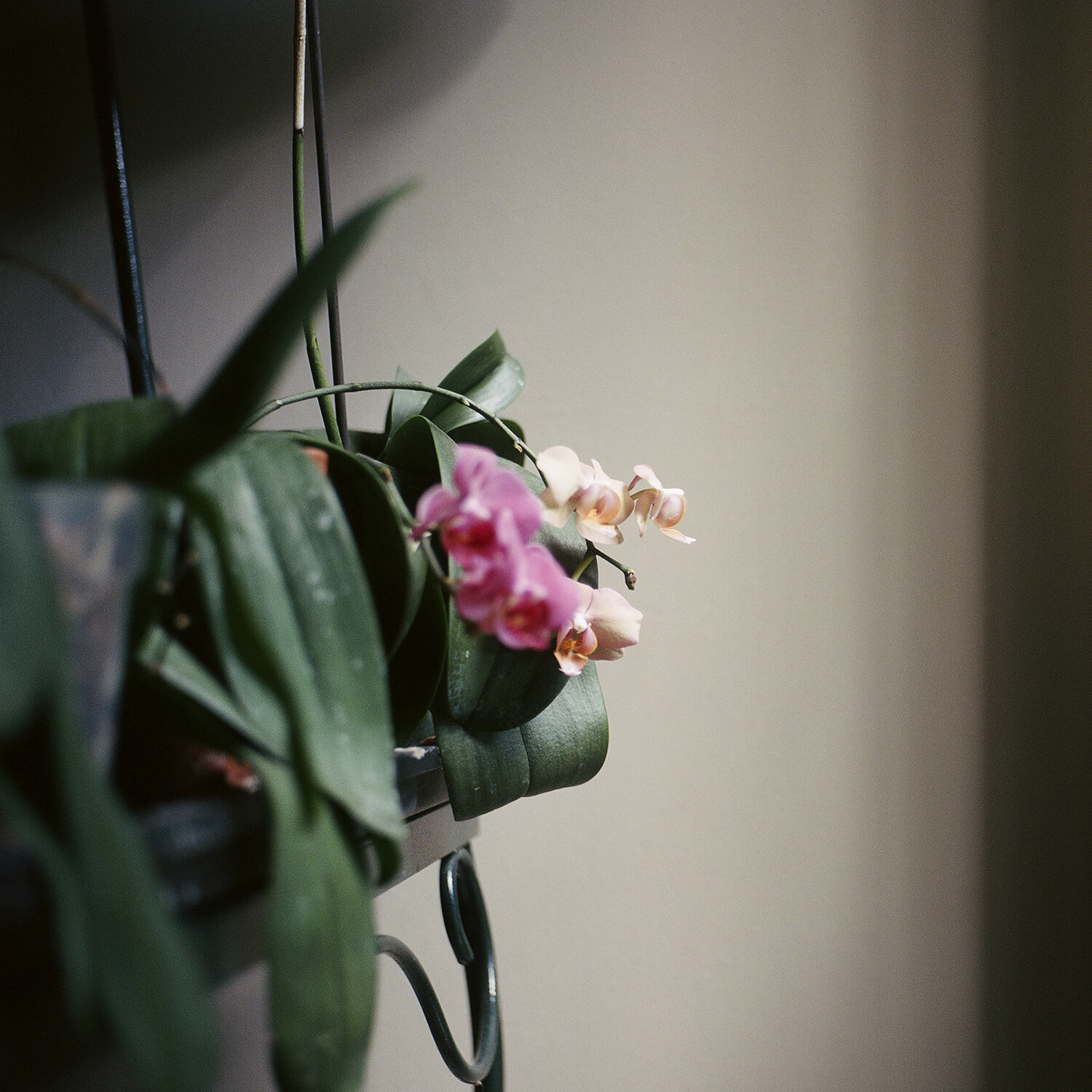  Nadiya I. Nacorda,  Orchids in the Hallway , 2019 