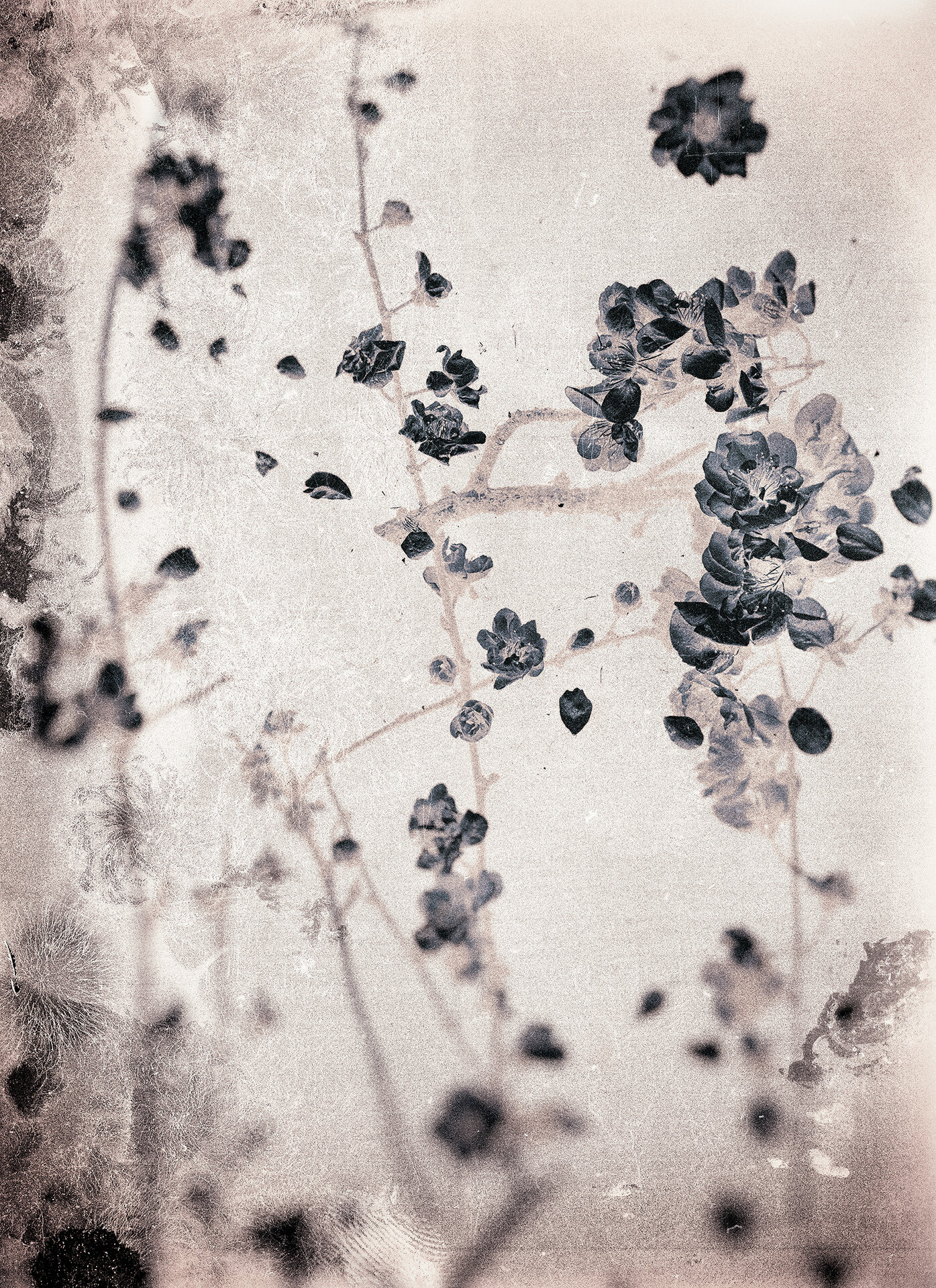   Plum Blossoms,  2019  Archival pigment print  20" x 14.5" 
