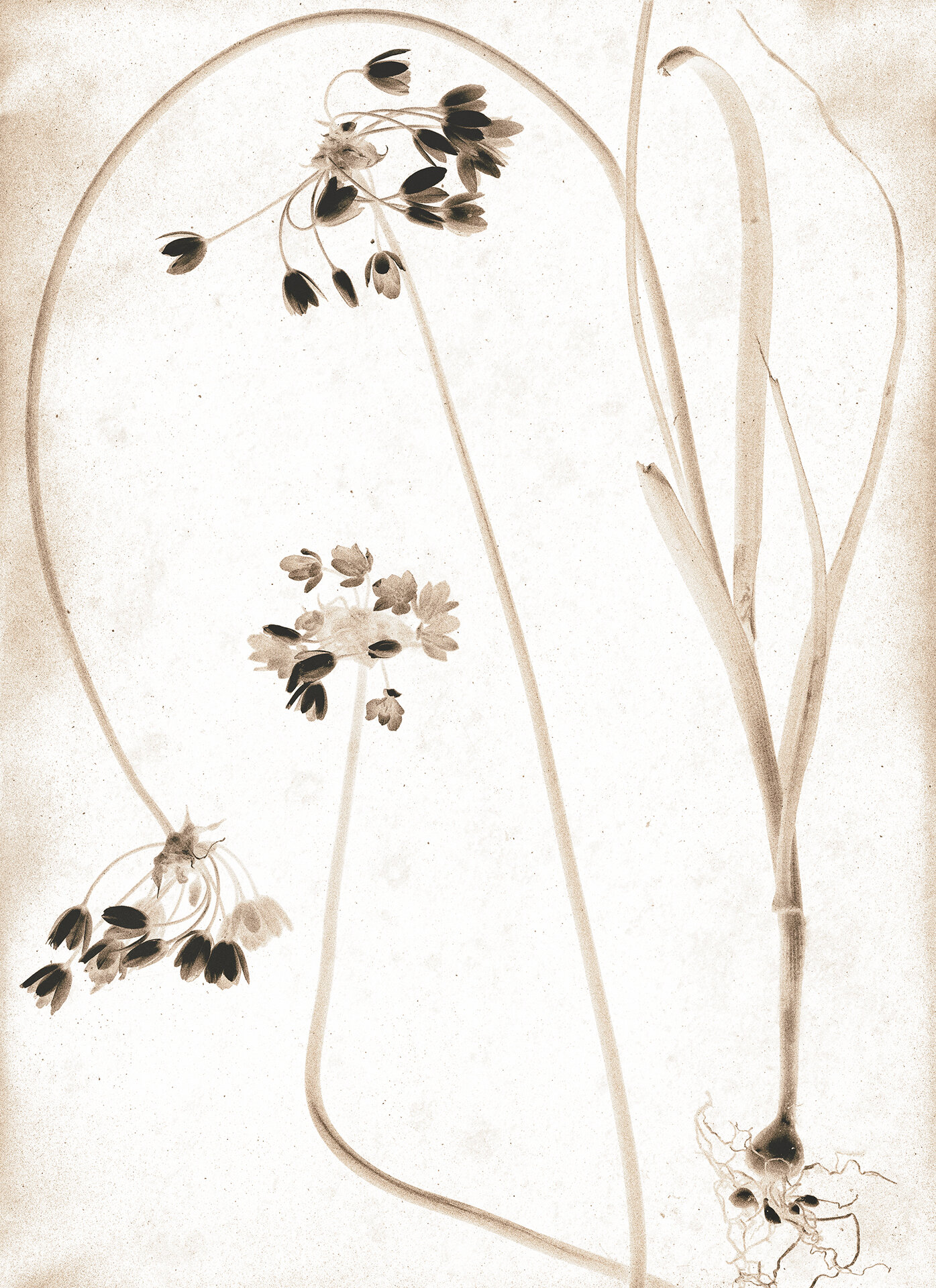   Allium Bulb and Flowers , 2019  Archival pigment print  20" x 14.5" 