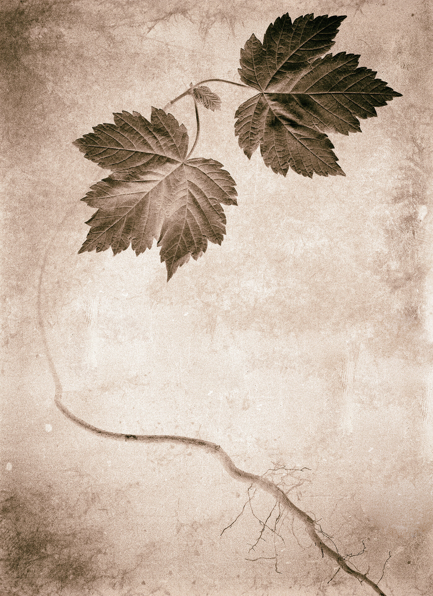   Maple Shoot and Root , 2020  Archival pigment print  20" x 14.5" 